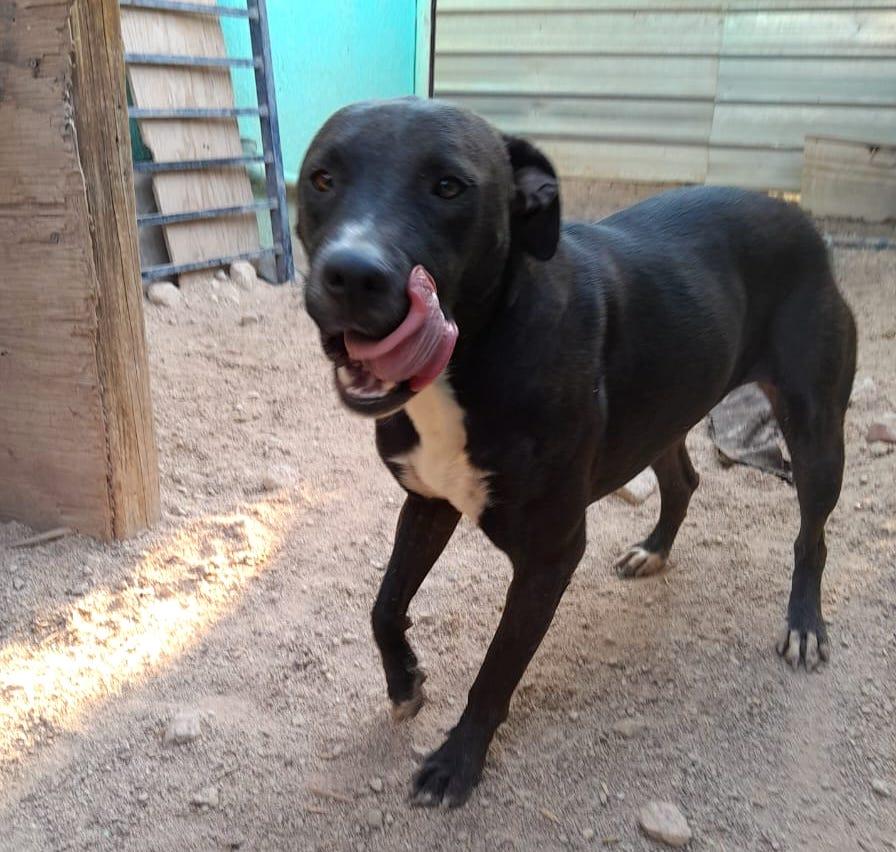 Raven, an adoptable Pit Bull Terrier in Mexicali, BCN, 21280 | Photo Image 2