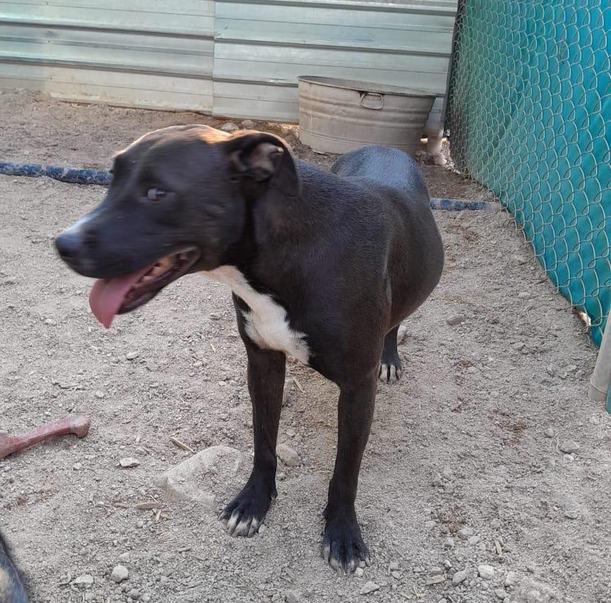 Raven, an adoptable Pit Bull Terrier in Mexicali, BCN, 21280 | Photo Image 4