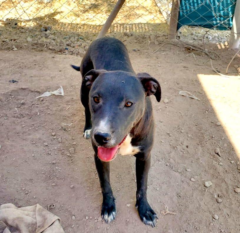 Raven, an adoptable Pit Bull Terrier in Mexicali, BCN, 21280 | Photo Image 3