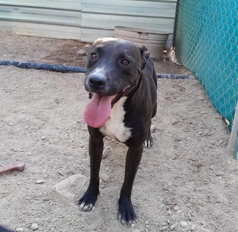 Raven, an adoptable Pit Bull Terrier in Mexicali, BCN, 21280 | Photo Image 1