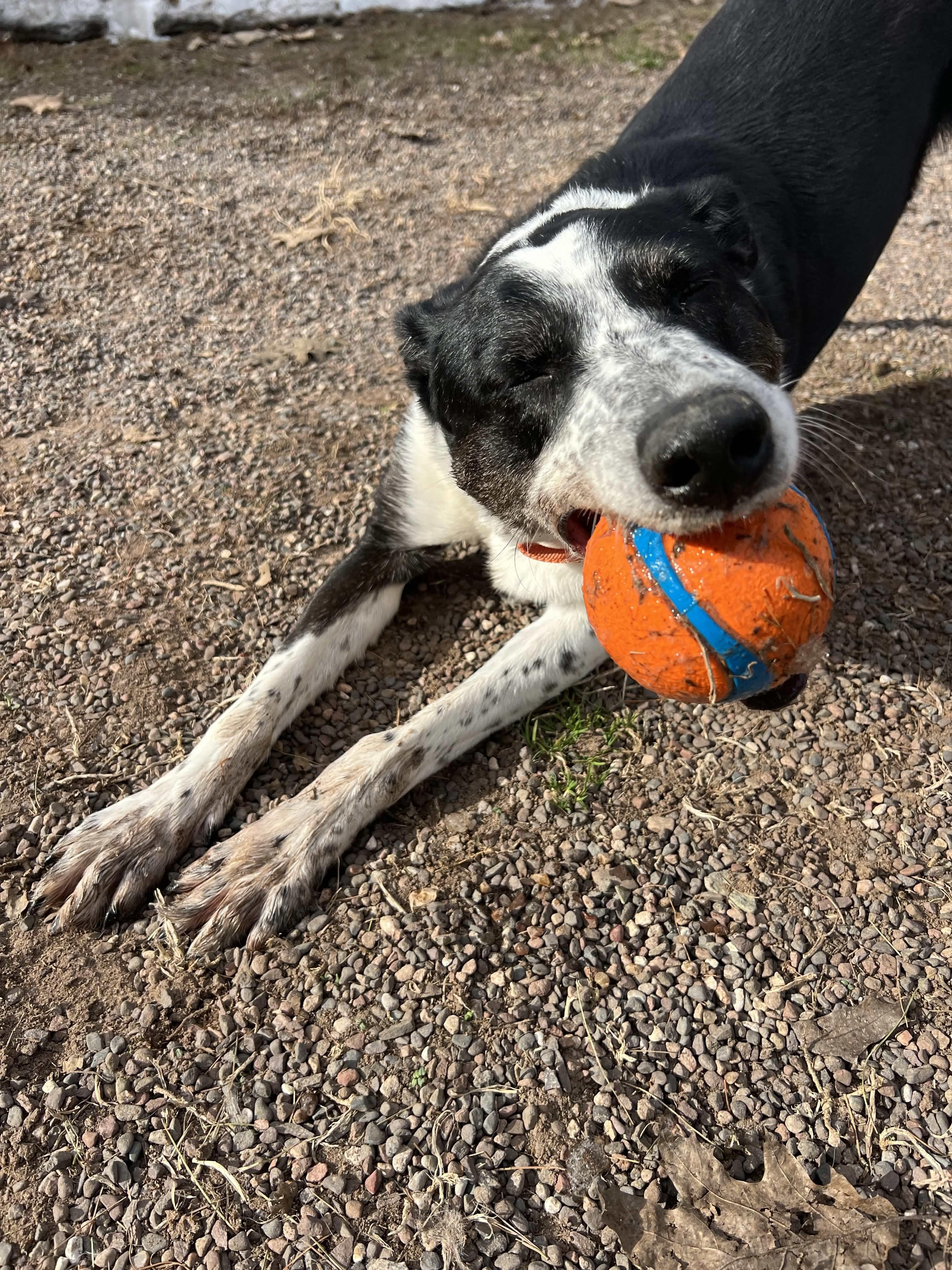 Enlarge Poncho, a ADOPTABLE mixed breed in Houghton, MI image 3/3