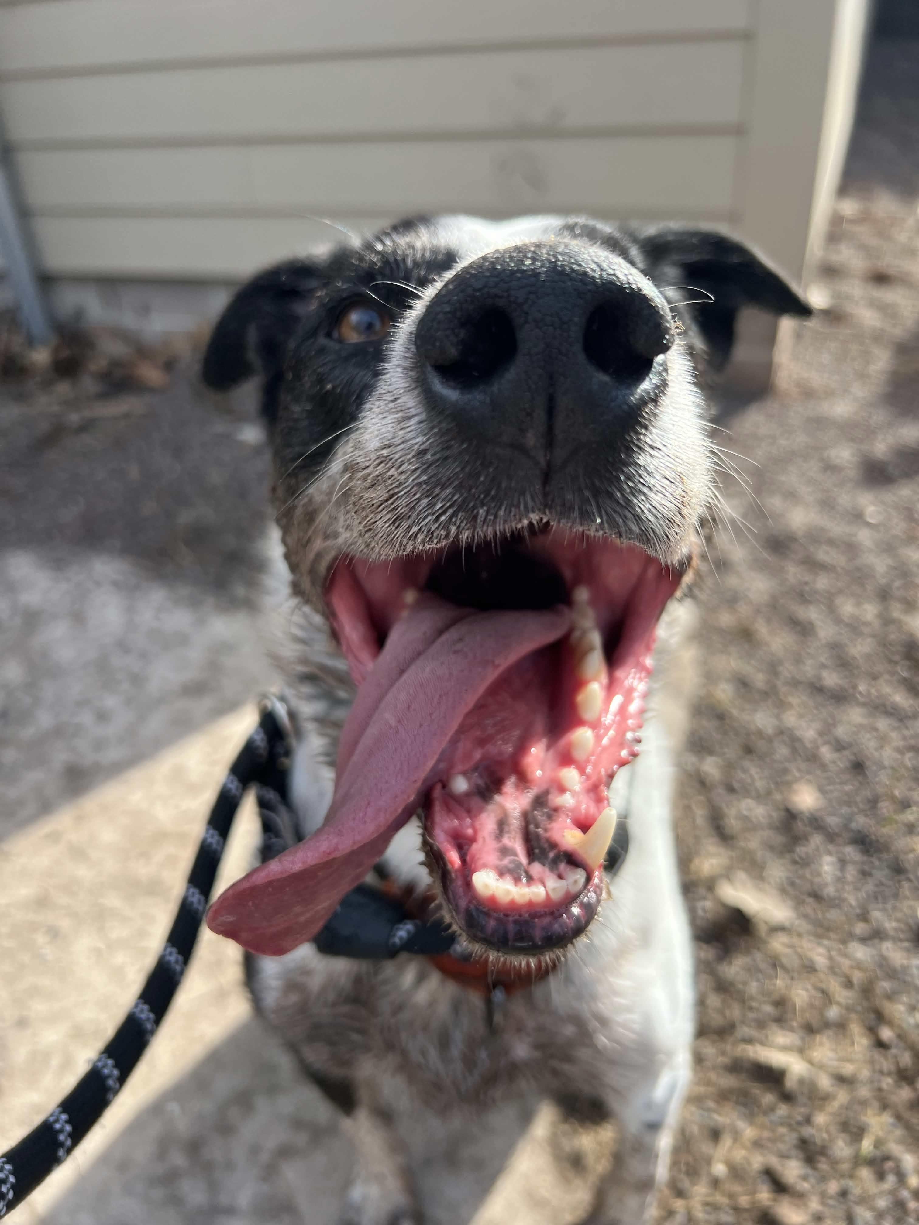 Poncho, ADOPTABLE, Adult Female Australian Cattle Dog / Blue Heeler & Border Collie.