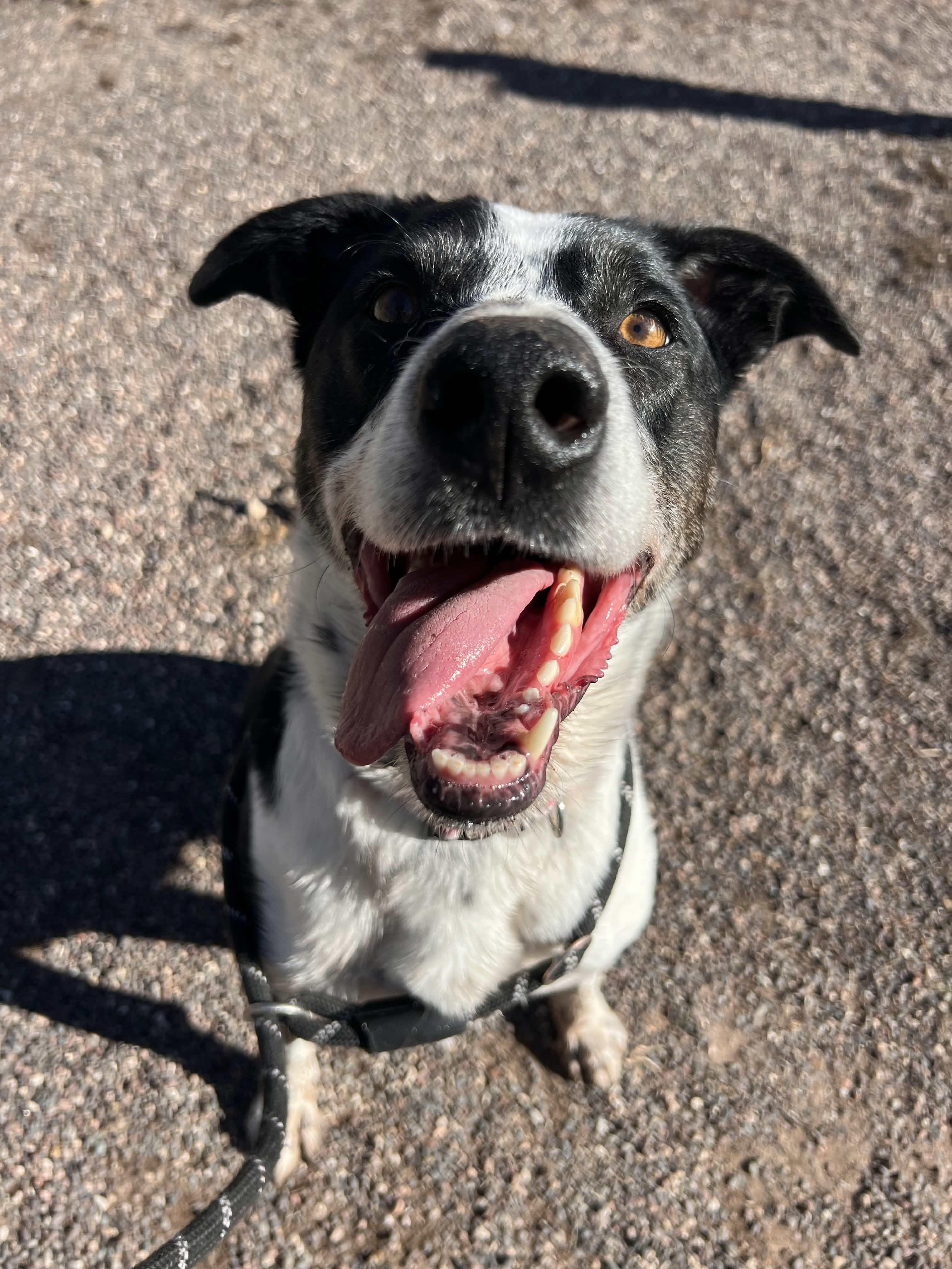 Enlarge Poncho, a ADOPTABLE mixed breed in Houghton, MI image 2/3