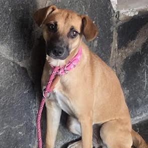 Ruby, Adopted, Puppy Female Beagle.