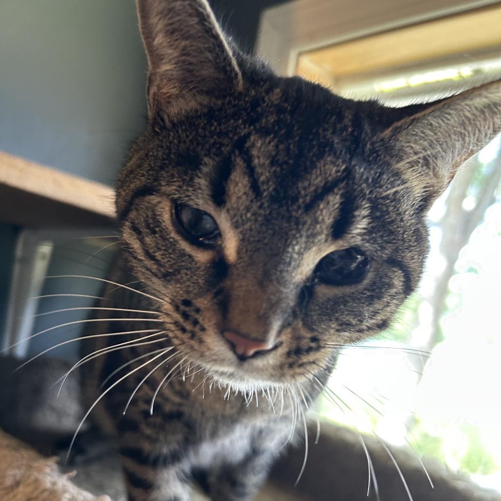 Seek, Adoptable, Young Female Domestic Short Hair.