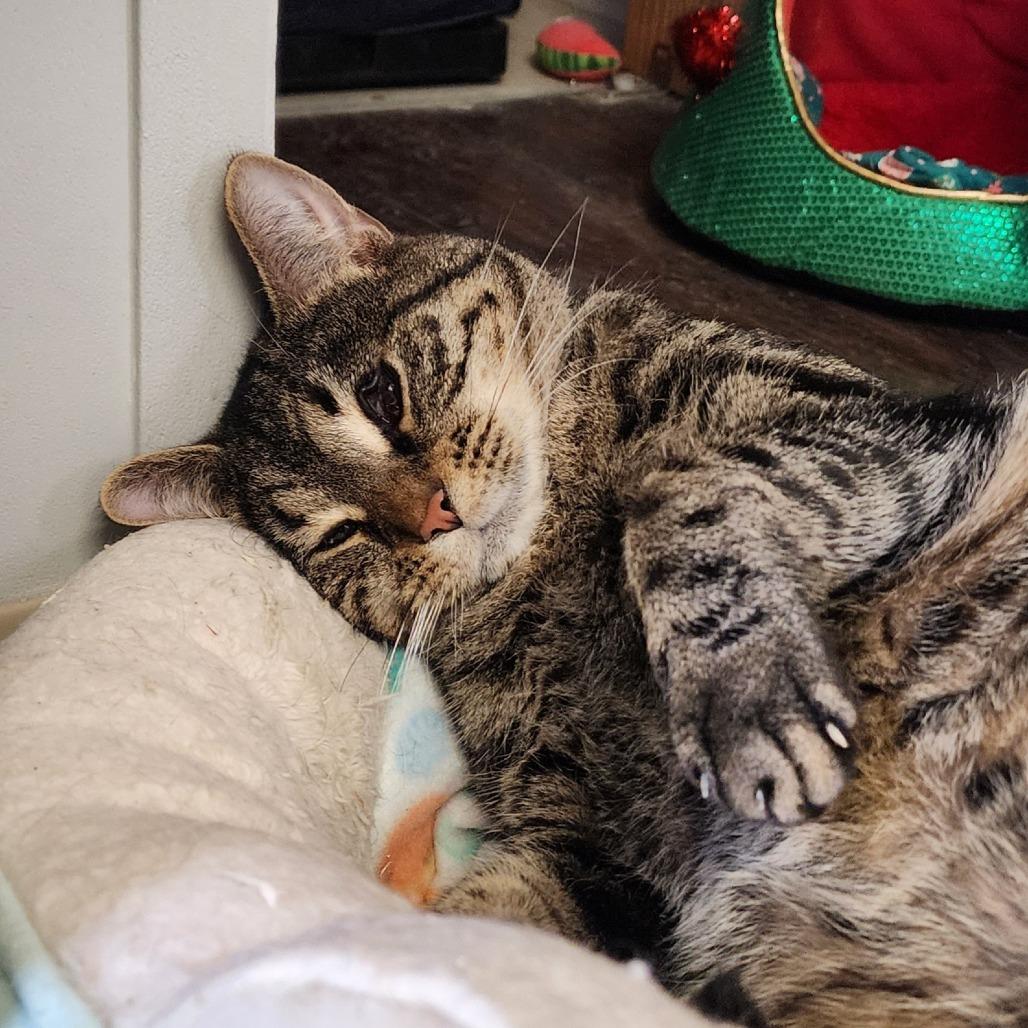 Seek, Adoptable, Young Female Domestic Short Hair.