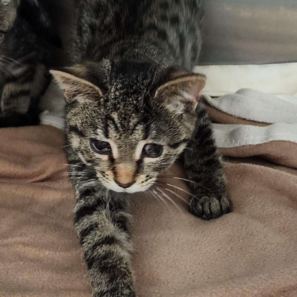 Enlarge Seek, a Adoptable Domestic Short Hair in Muncie, IN image 2/2