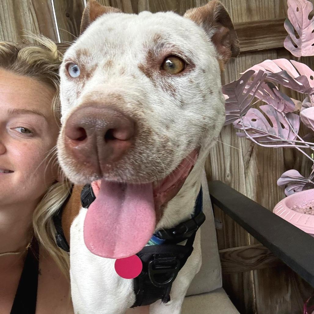 Phoenix, Adoptable, Adult Female American Staffordshire Terrier.