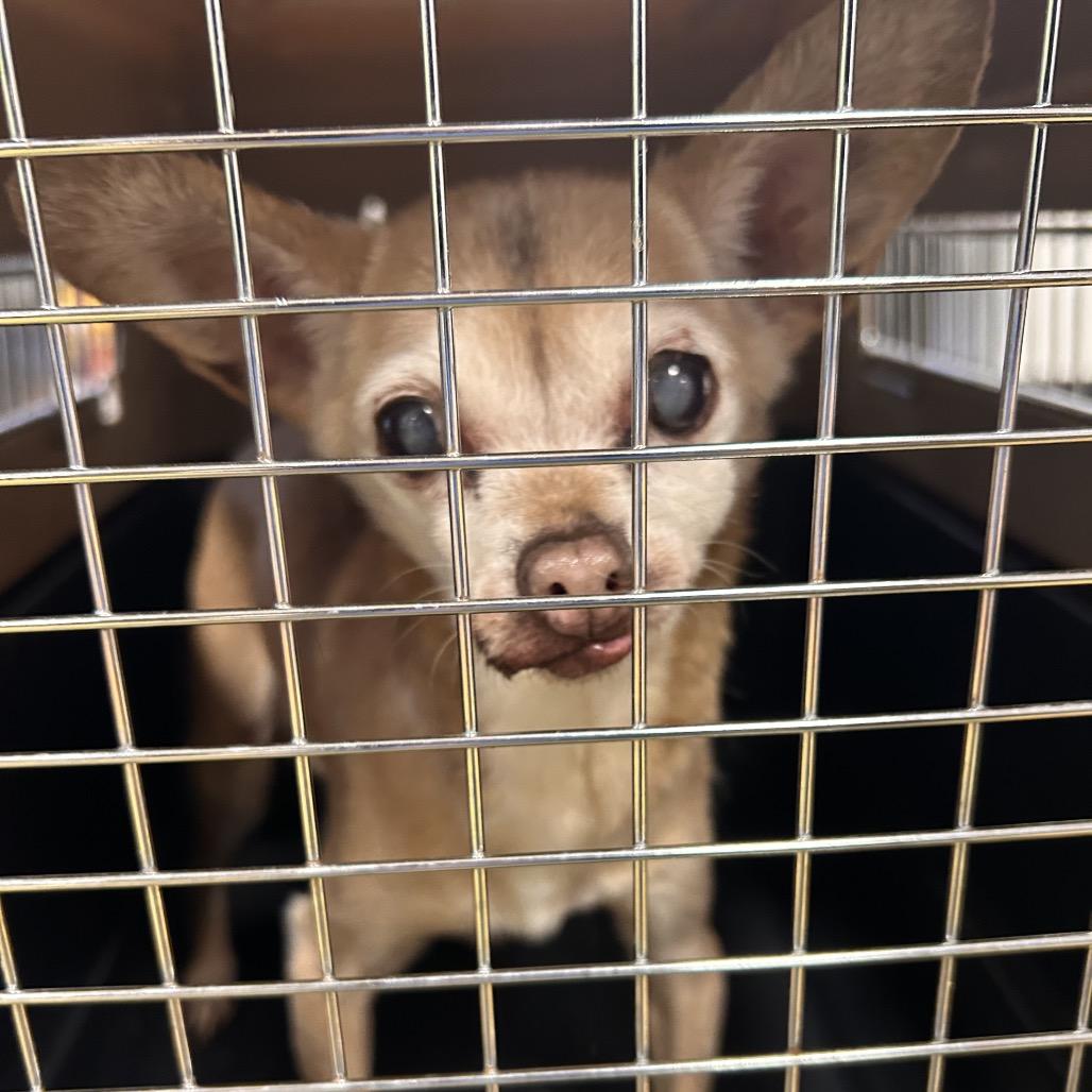 Sam, Adoptable, Senior Male Chihuahua.