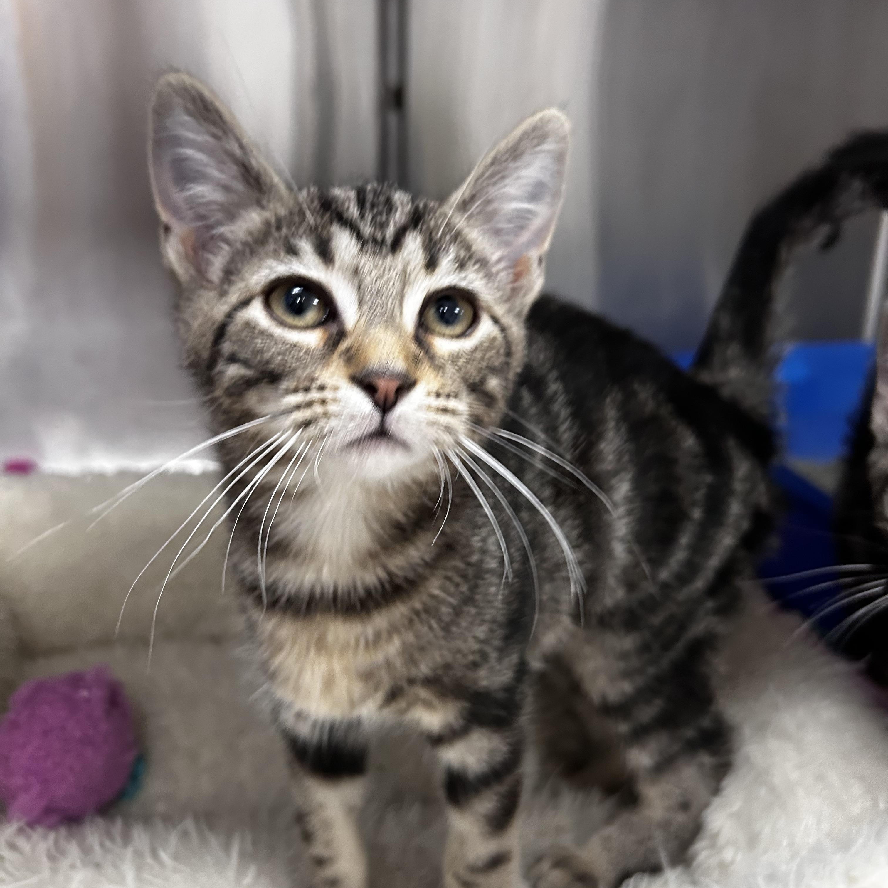 Enlarge Brittany , a ADOPTABLE mixed breed in Greensboro, NC image 3/6