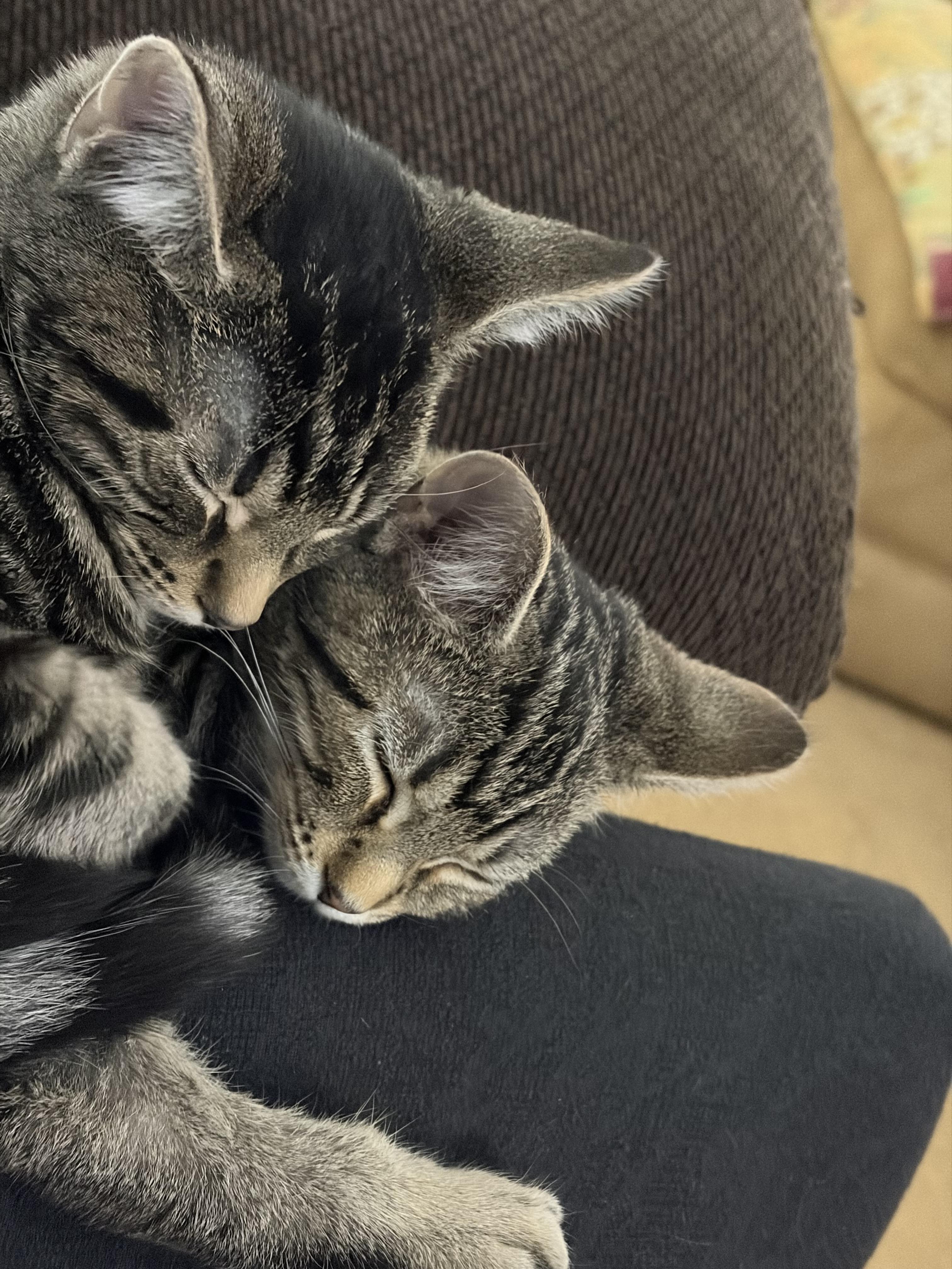 Enlarge Brittany , a ADOPTABLE mixed breed in Greensboro, NC image 6/6