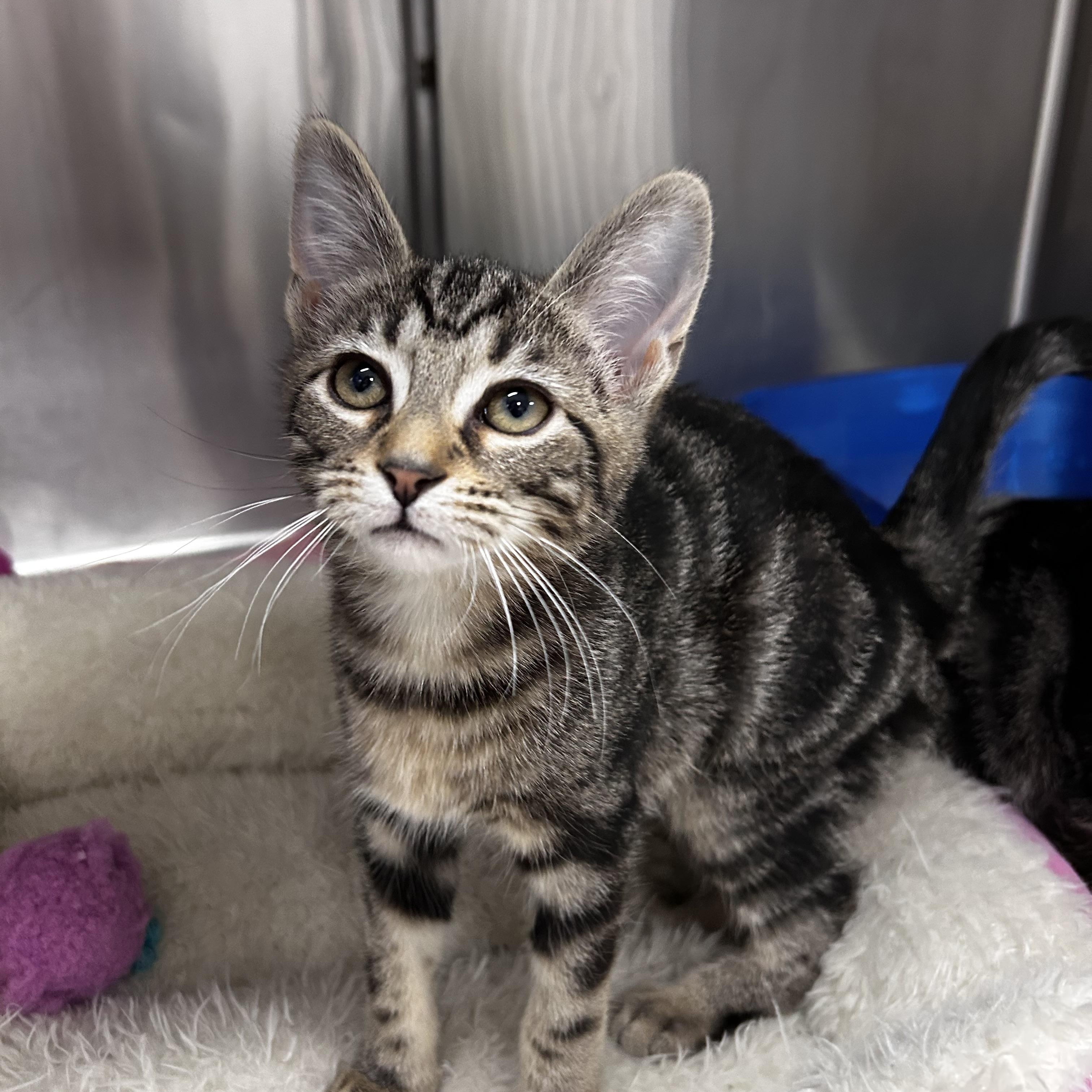 Enlarge Brittany , a ADOPTABLE mixed breed in Greensboro, NC image 4/6