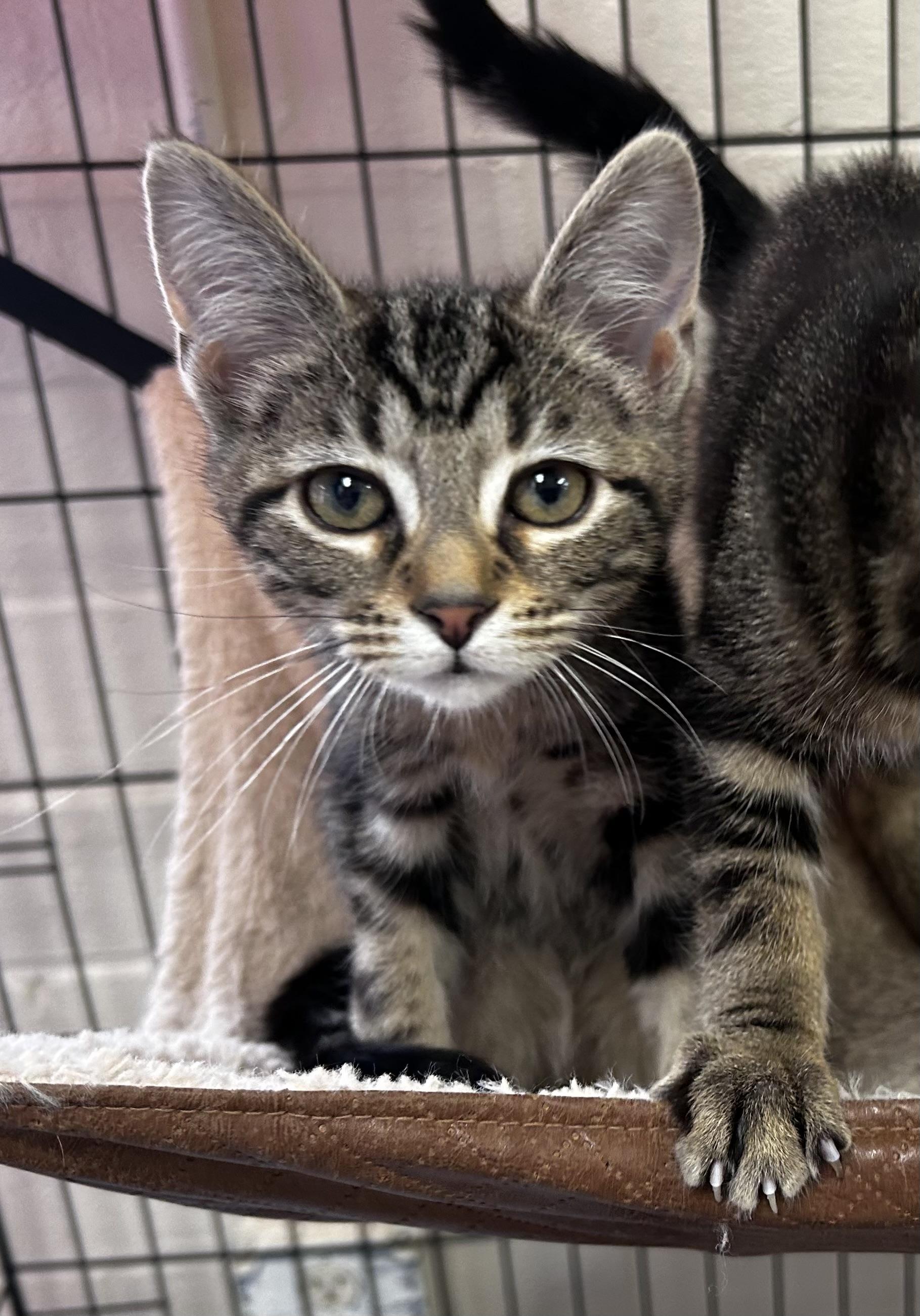 Enlarge Brittany , a ADOPTABLE mixed breed in Greensboro, NC image 5/6