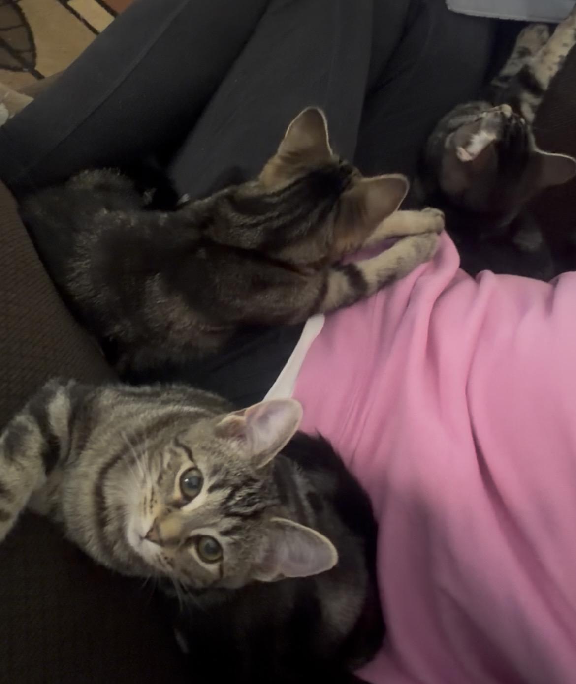 Enlarge Brittany , a ADOPTABLE mixed breed in Greensboro, NC image 2/6