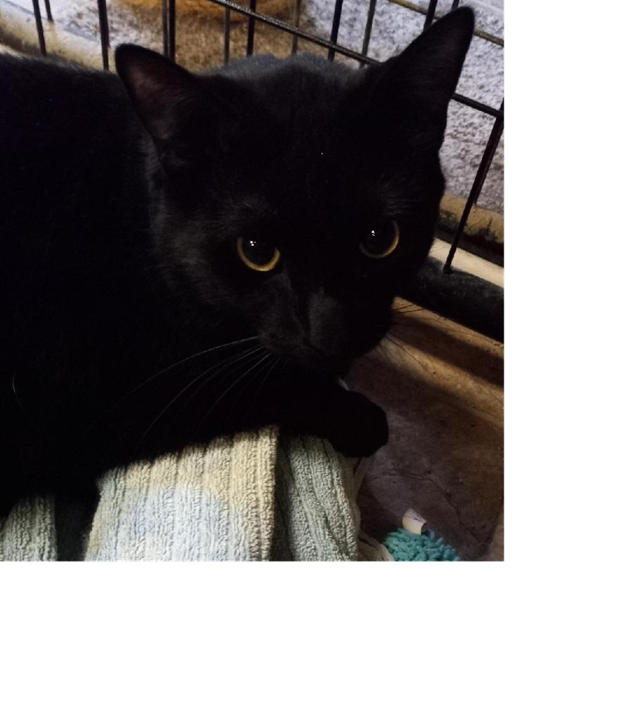 Riley, Adoptable, Adult Male Domestic Short Hair.