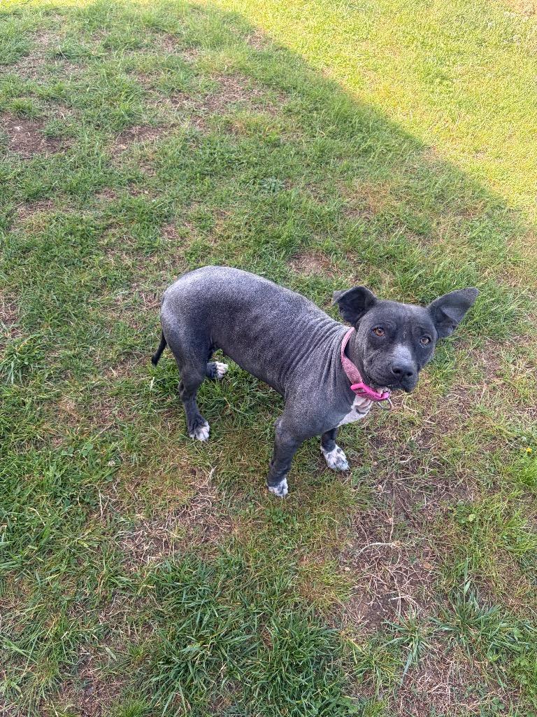 Patches, Adoptable, Adult Female Mixed Breed.