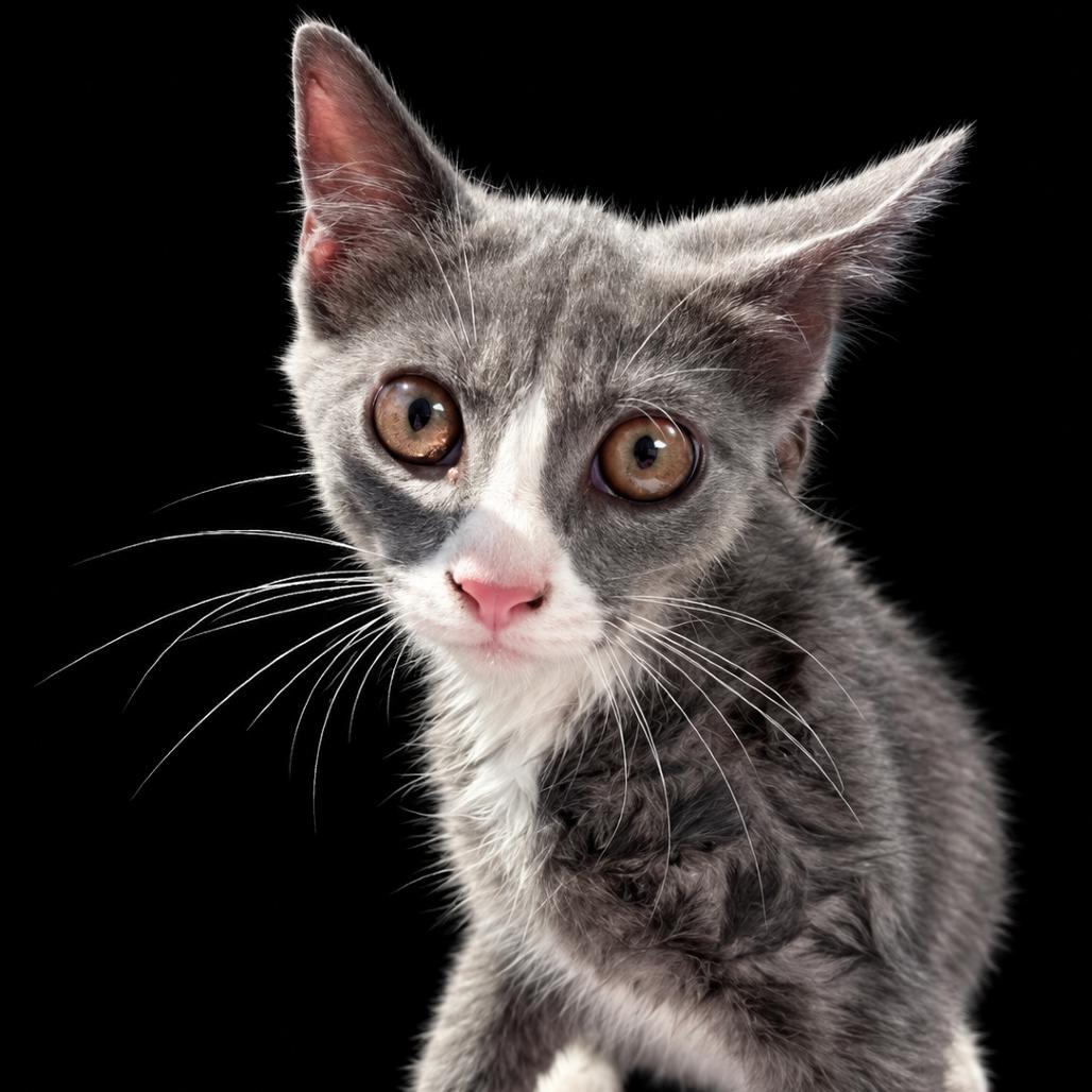 Gunter, Adoptable, Kitten Male Domestic Short Hair.