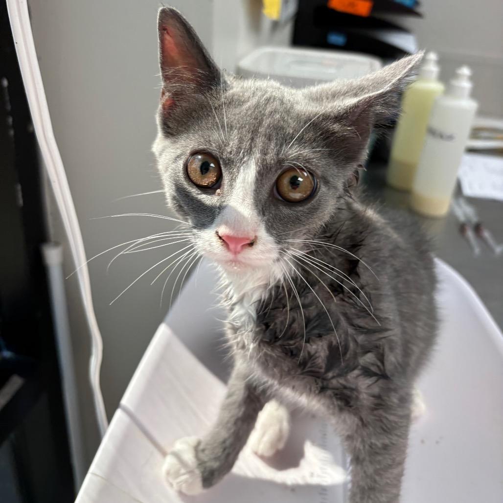 Enlarge Gunter, a Adoptable Domestic Short Hair in Columbiana, AL image 2/2