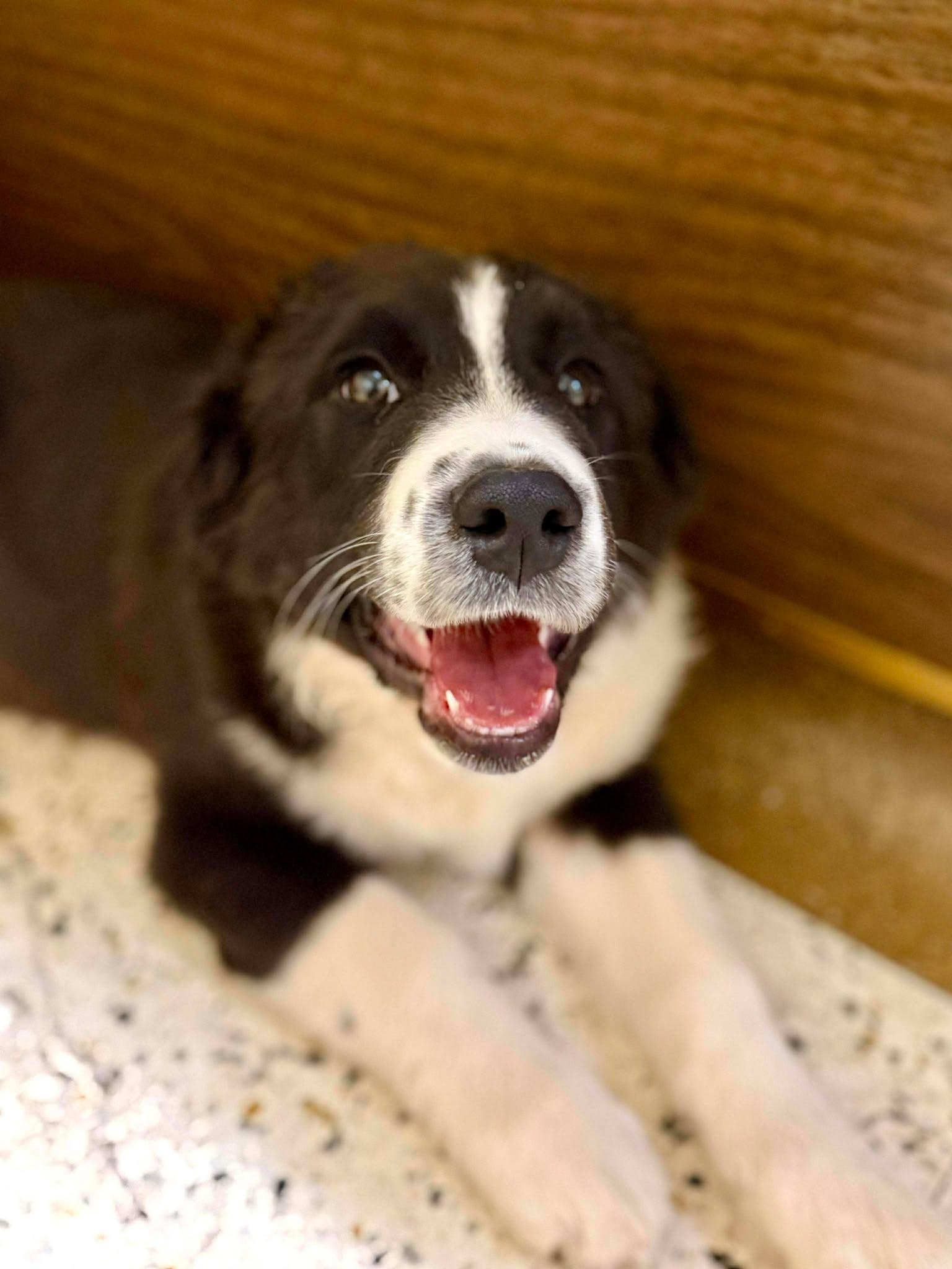 Enlarge James Dean , a ADOPTABLE mixed breed in Kiowa, OK image 6/6