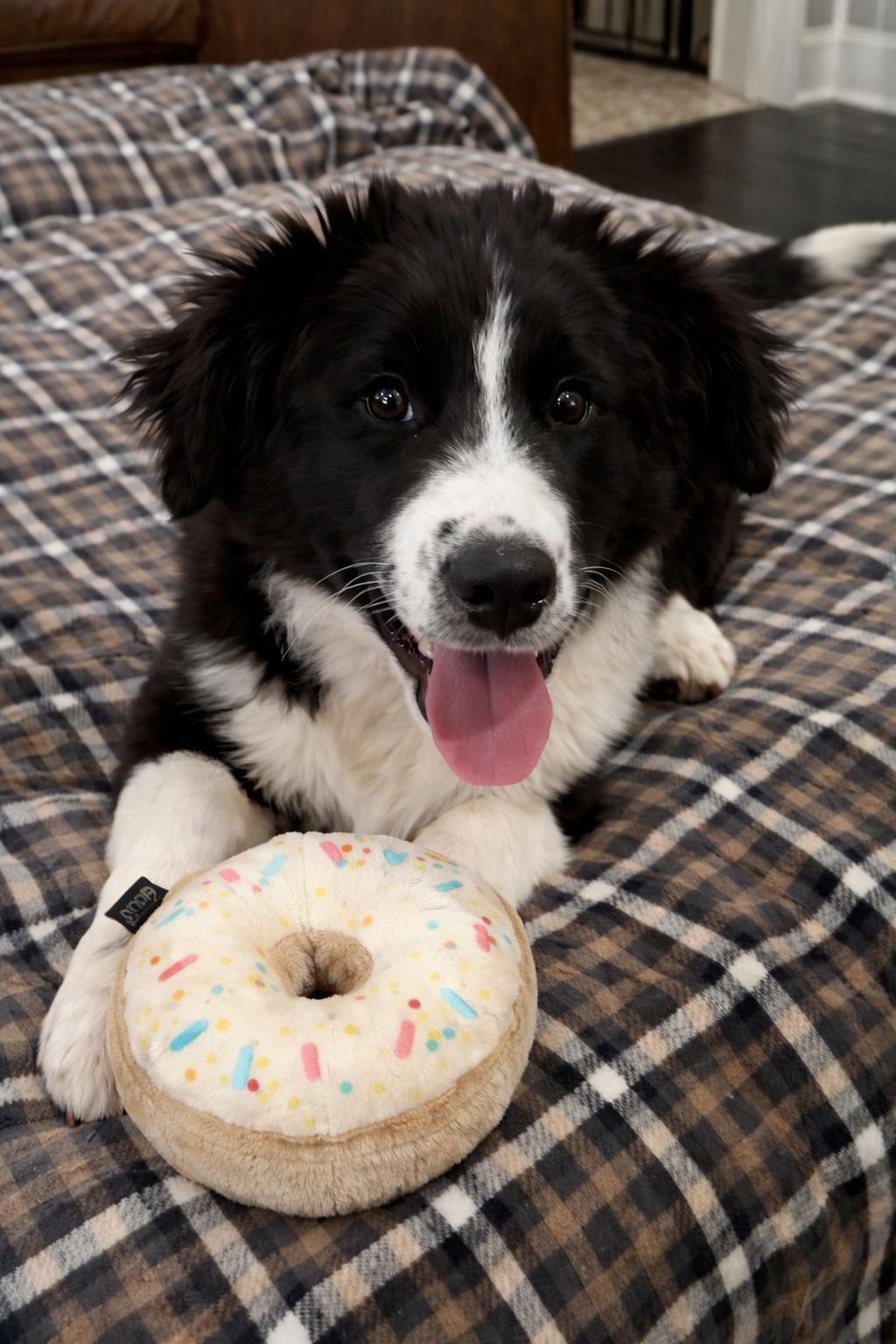 Enlarge James Dean , a ADOPTABLE mixed breed in Kiowa, OK image 1/6