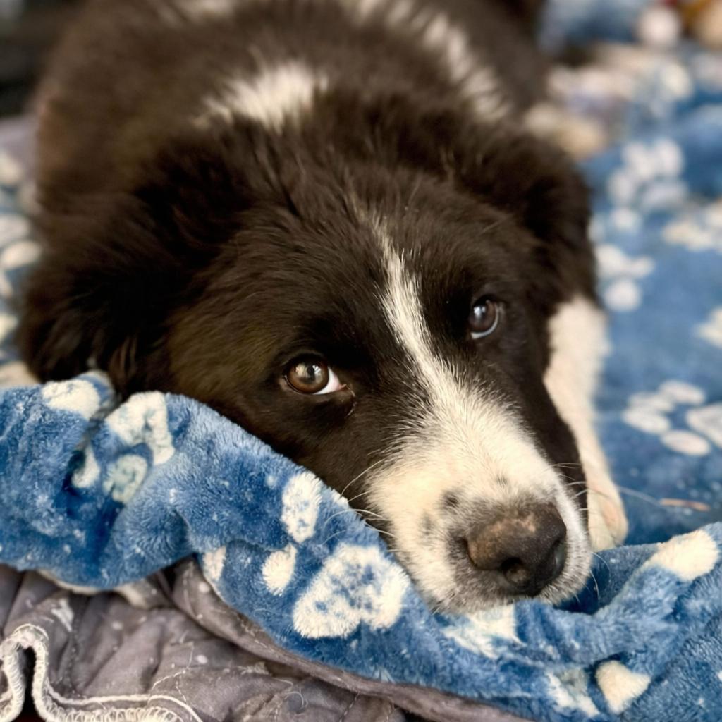 Enlarge James Dean , a ADOPTABLE mixed breed in Kiowa, OK image 4/6