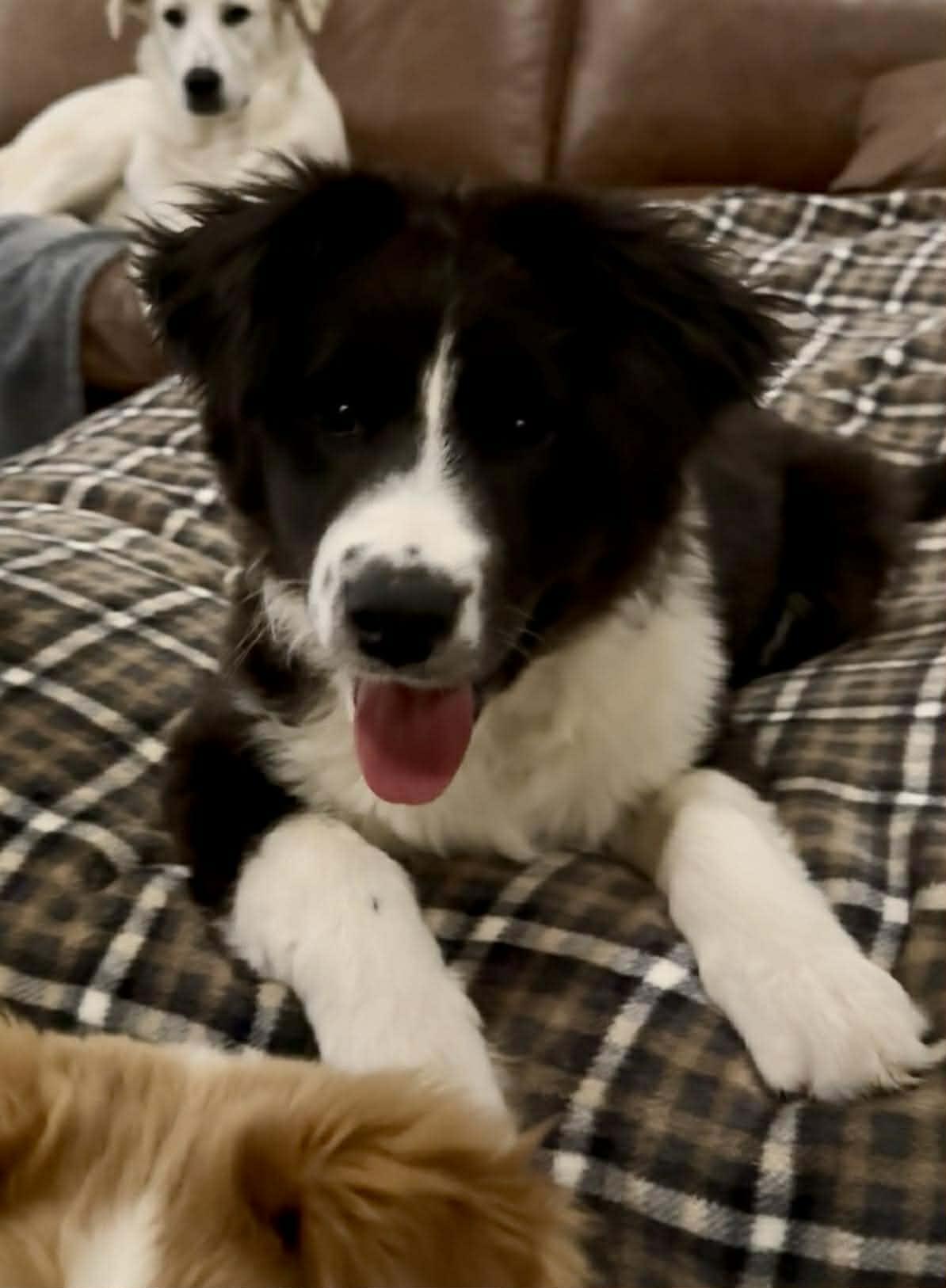 Enlarge James Dean , a ADOPTABLE mixed breed in Kiowa, OK image 3/6