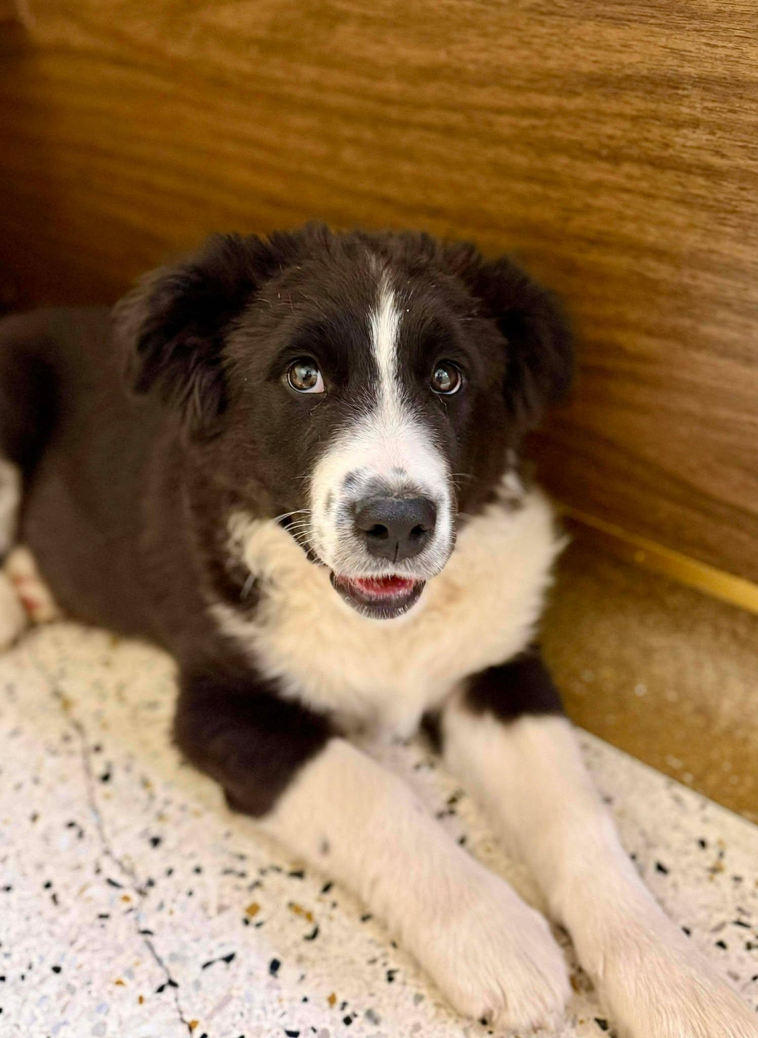 Enlarge James Dean , a ADOPTABLE mixed breed in Kiowa, OK image 2/6