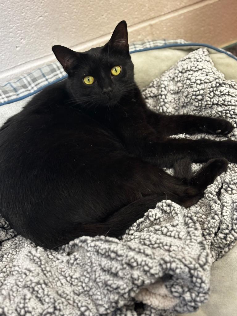 Sylus, Adoptable, Young Male Domestic Short Hair.