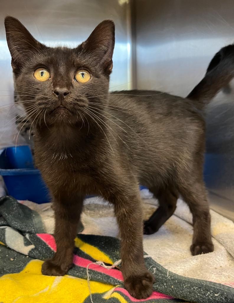 Sylus, Adoptable, Young Male Domestic Short Hair.