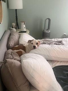 Bitsy, Adopted, Young Female Pit Bull Terrier & American Staffordshire Terrier.