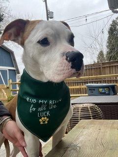 Enlarge Bitsy, a Adopted mixed breed in Baltimore, MD image 2/3