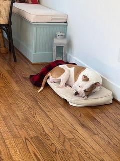 Enlarge Bitsy, a Adopted mixed breed in Baltimore, MD image 3/3