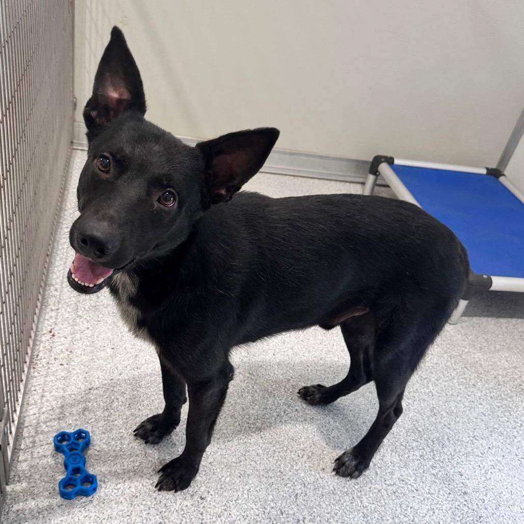 Max, a Adoptable mixed breed in Pineville, MO image 1/6