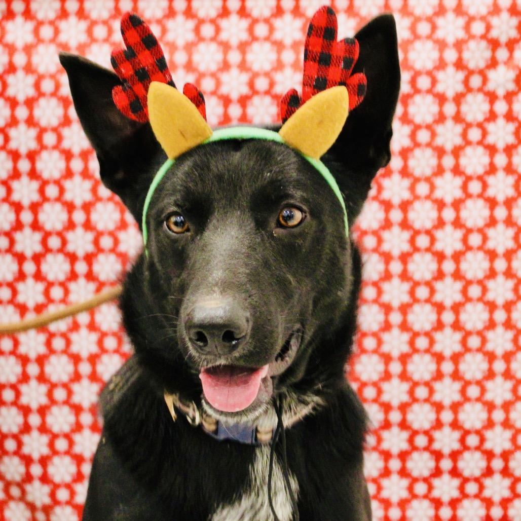 Max, a Adoptable mixed breed in Pineville, MO image 6/6