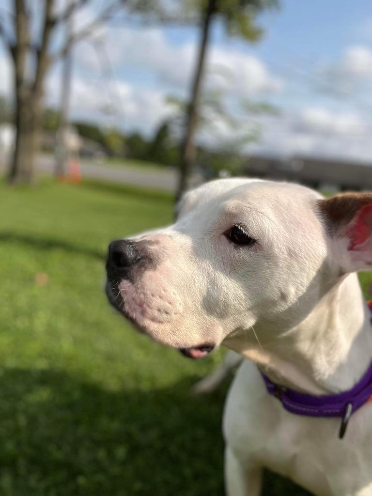 Arya, Adoptable, Young Female Pit Bull Terrier.