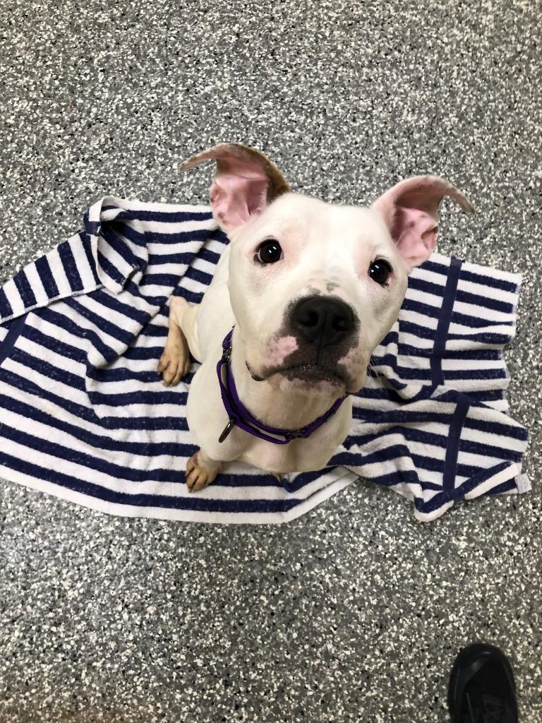 Arya, Adoptable, Young Female Pit Bull Terrier.