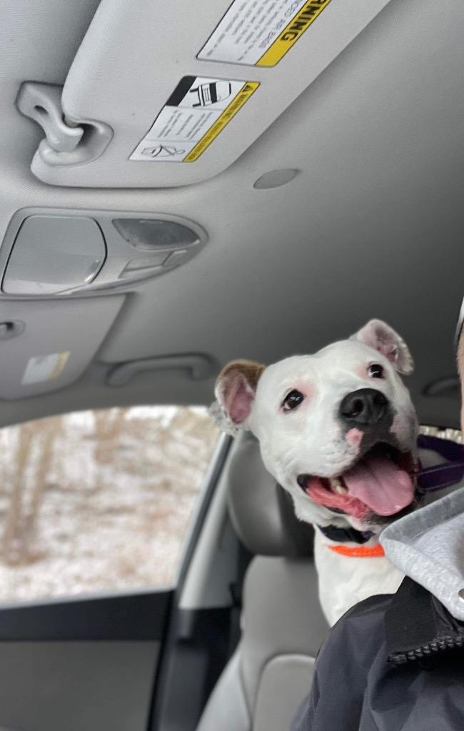 Arya, a Adoptable Pit Bull Terrier in Liverpool, NY image 4/6