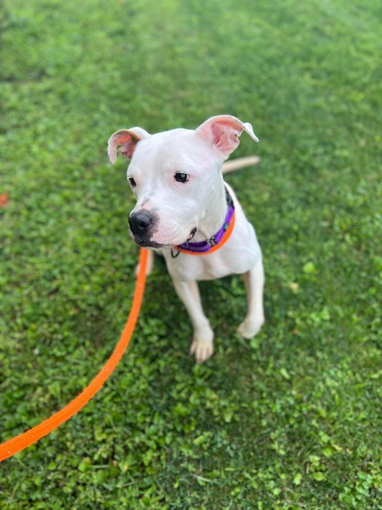 Arya, a Adoptable Pit Bull Terrier in Liverpool, NY image 5/6