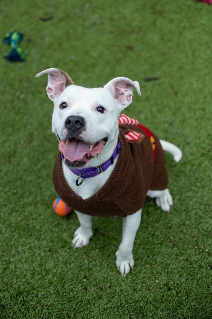 Arya, a Adoptable Pit Bull Terrier in Liverpool, NY image 6/6