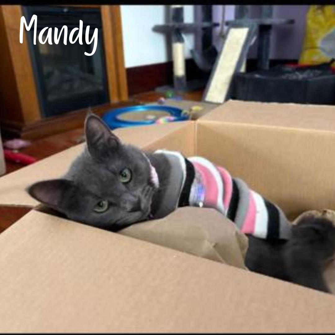 Mandy, ADOPTABLE, Young Female Domestic Short Hair.