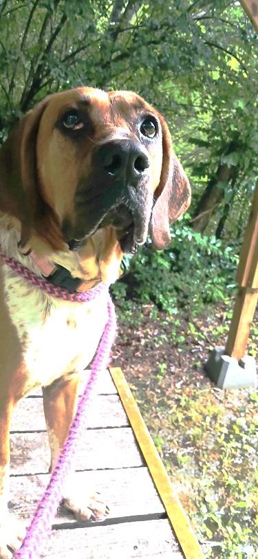 MR. SMITH, adoptable, Adult Male Bloodhound.