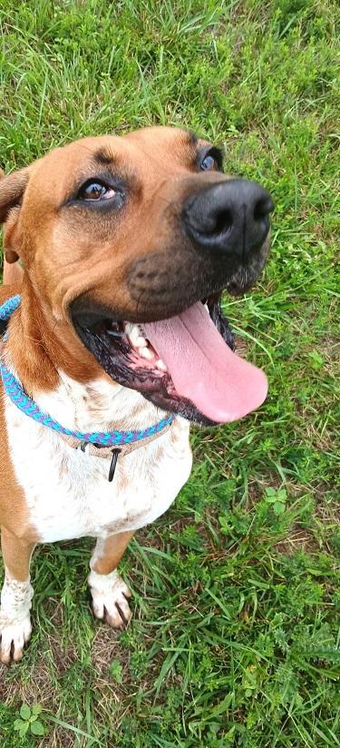 Enlarge MR. SMITH, an adoptable mixed breed in Pegram, TN image 4/4