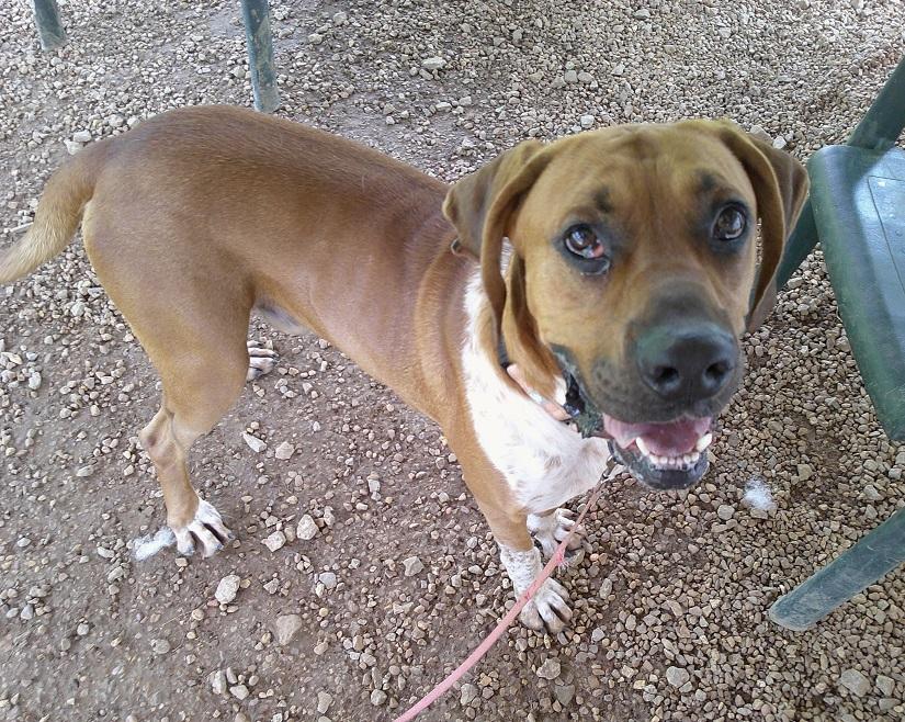 Enlarge MR. SMITH, an adoptable mixed breed in Pegram, TN image 3/4
