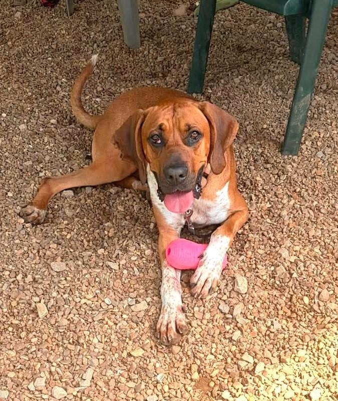 MR. SMITH, an adoptable mixed breed in Pegram, TN image 3/6