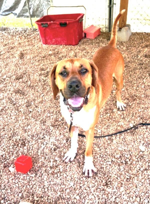 Enlarge MR. SMITH, an adoptable mixed breed in Pegram, TN image 6/6