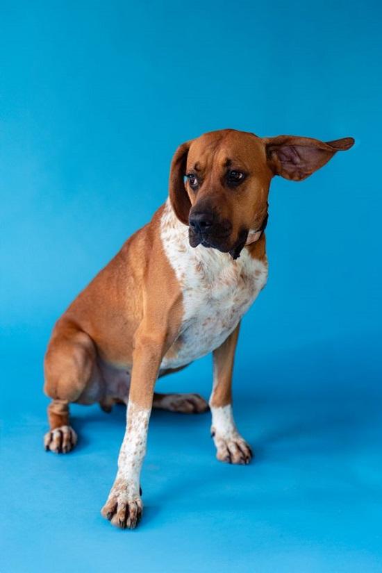 MR. SMITH, adoptable, Adult Male Bloodhound.