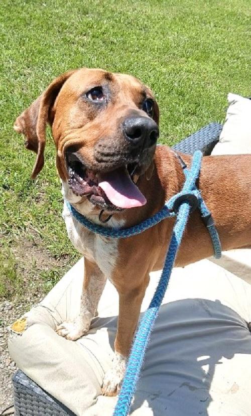 MR. SMITH, an adoptable mixed breed in Pegram, TN image 5/6