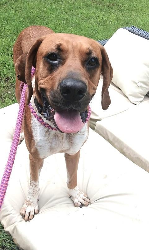 Enlarge MR. SMITH, an adoptable mixed breed in Pegram, TN image 6/6