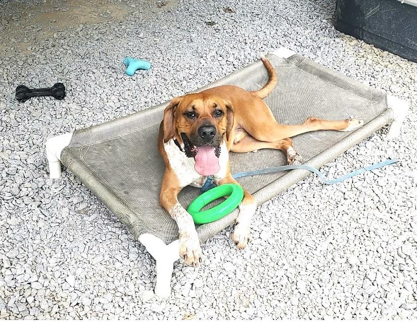MR. SMITH, adoptable, Adult Male Bloodhound.