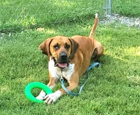 Enlarge MR. SMITH, an adoptable mixed breed in Pegram, TN image 5/6